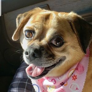 Meet your Posher, Casey